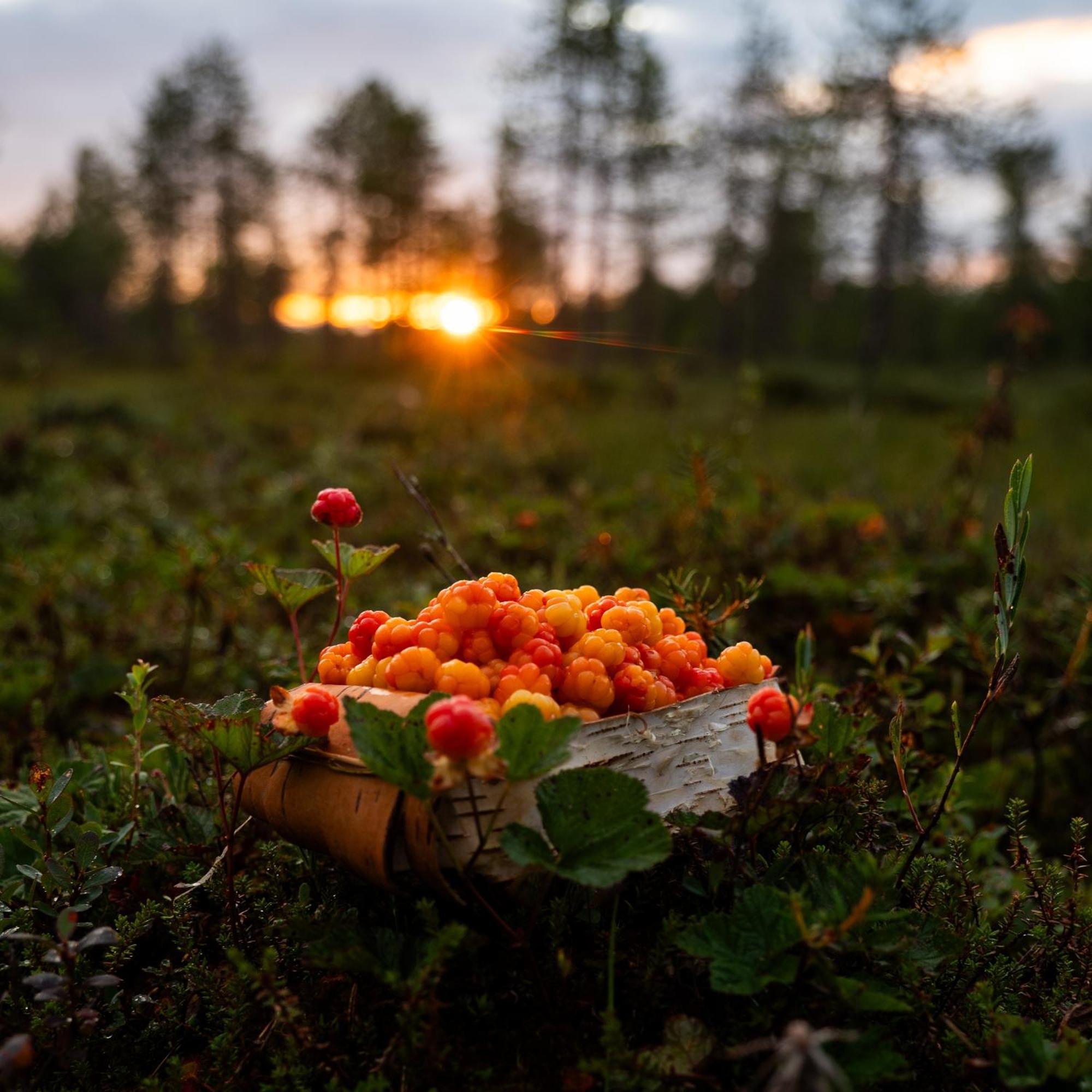 Lapin Villa Hiisi Joen Rannalla Ranua Exterior foto
